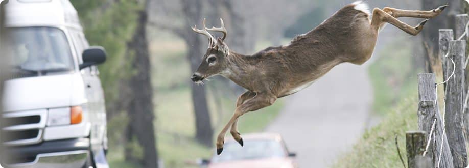 Fight the urge to swerve when you see deer