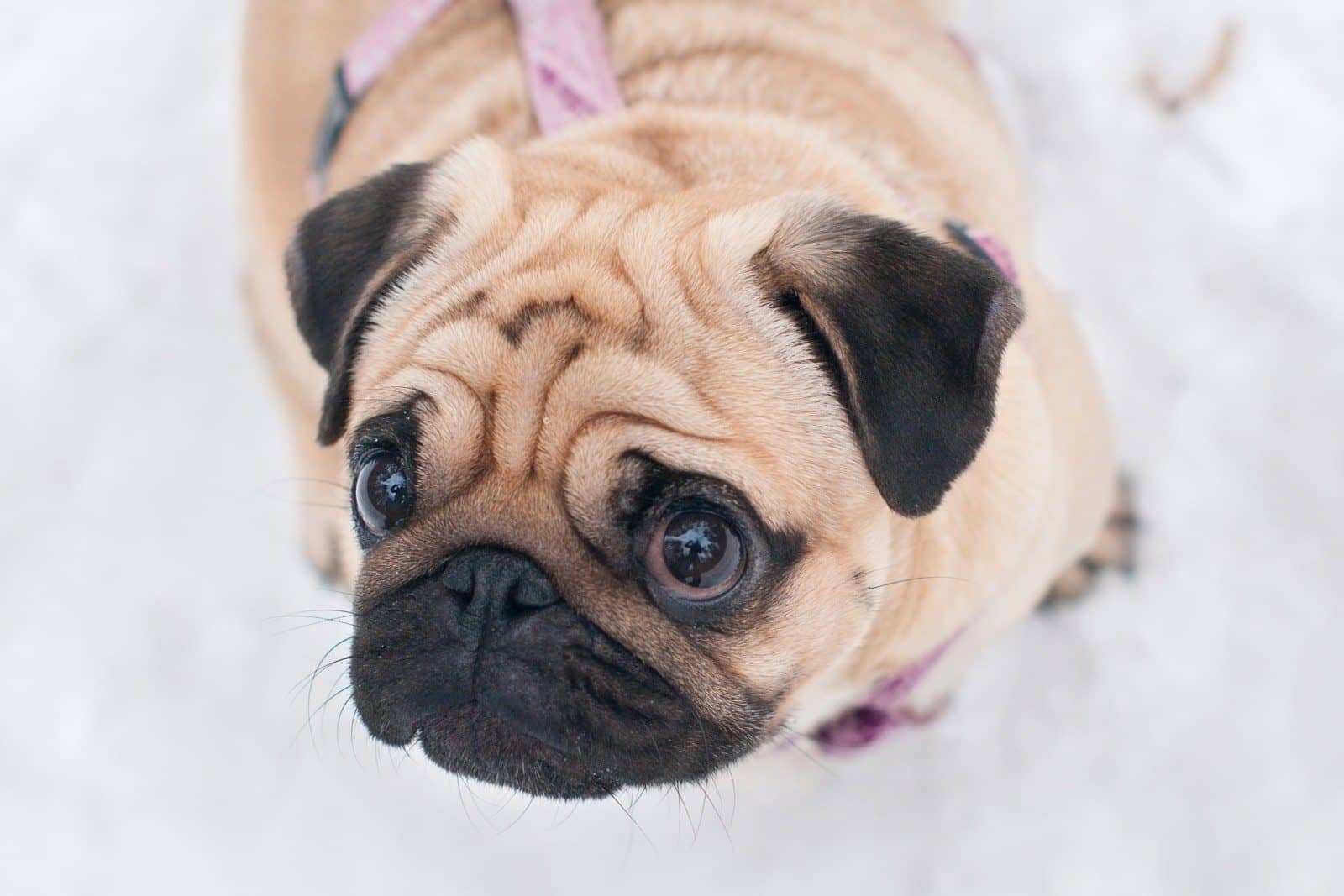 Four Winter Tips for you Four-legged Friends!