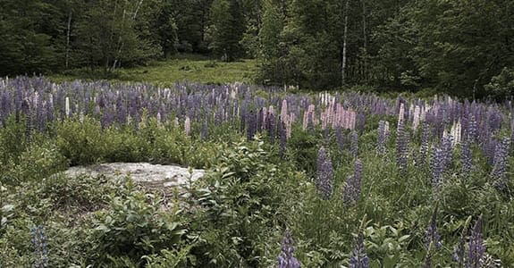field_of_flowers_and_trees_575x300