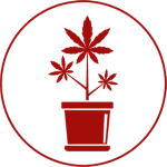 Cannabis Plant Icon