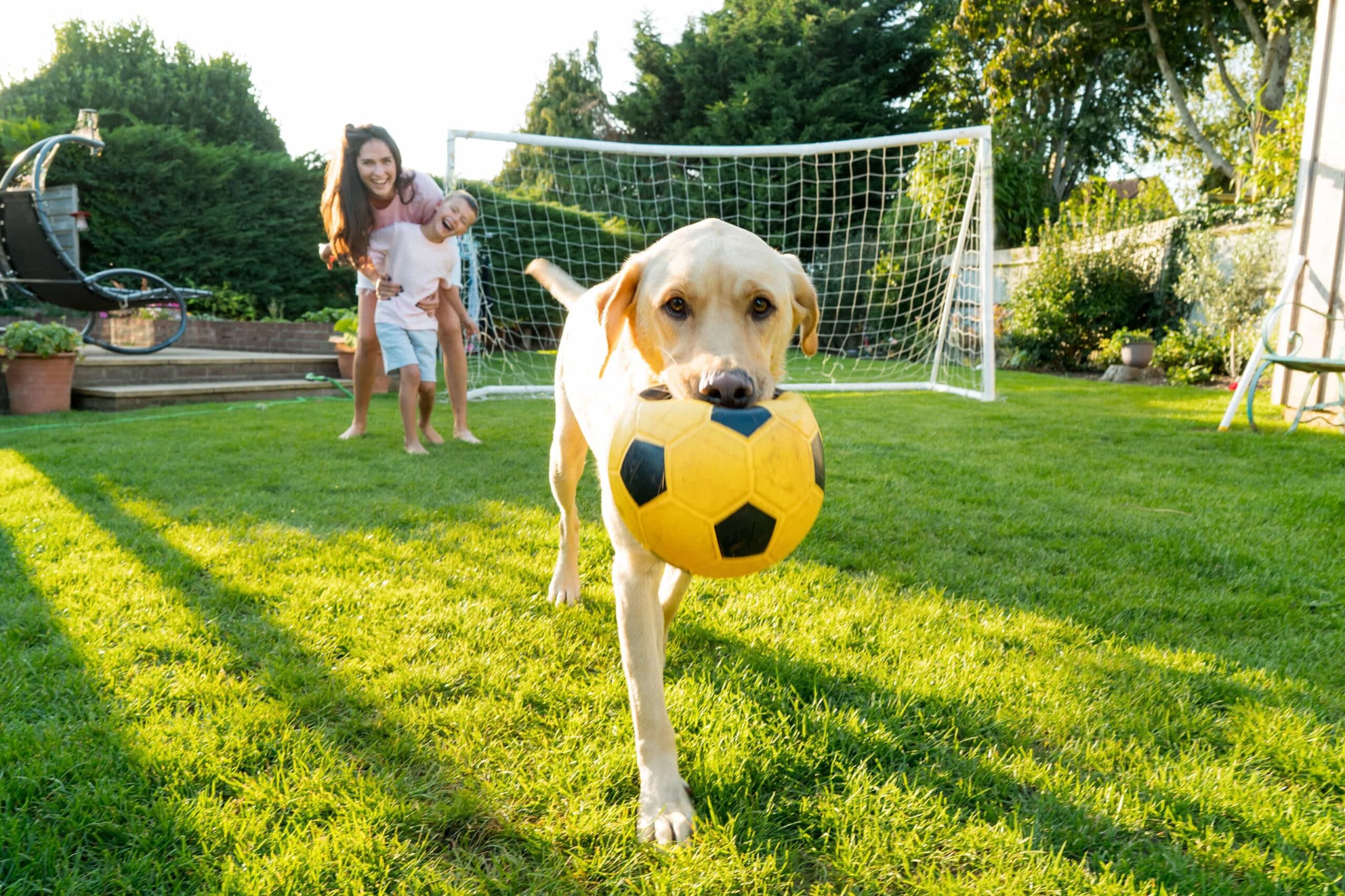 Close up Labrador Retriever dog holding toy football in mouth with background of laughing mother and son on the backyard lawn.