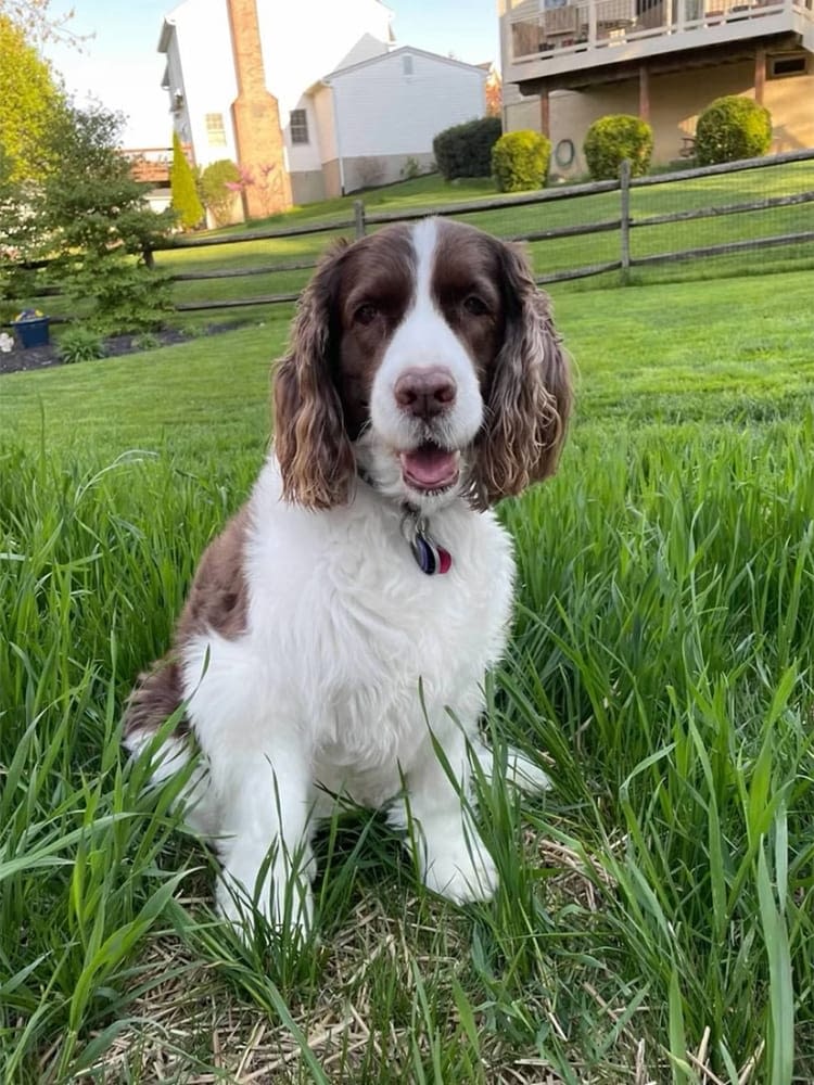 Harford-County-MD-Insurance-Agent-Mascot-Bella-Good-Girl Harford-County-MD-Insurance-Agent-Mascot-Bella