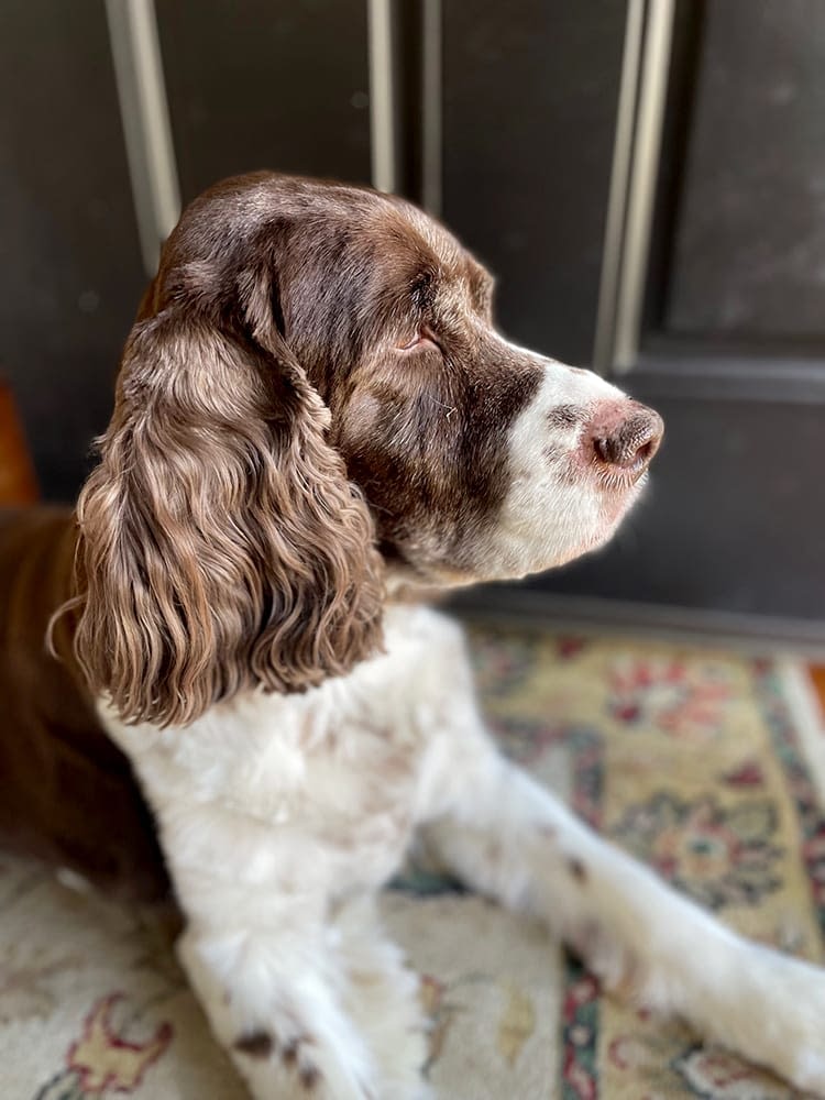 Harford-County-MD-Insurance-Agent-Mascot-Eddie-Good-Boy Harford-County-MD-Insurance-Agent-Mascot-Eddie