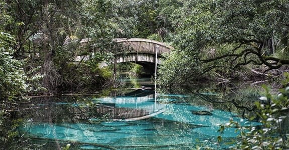 ocala-national-forest-florida-575×300-1