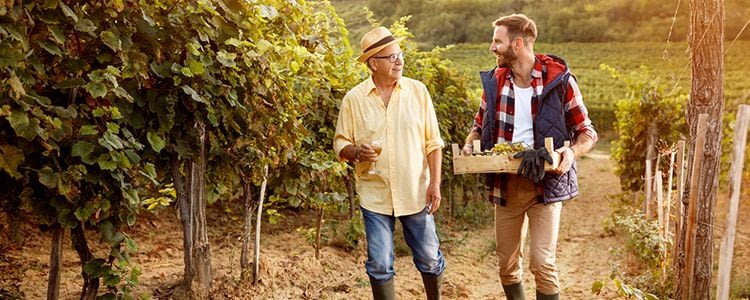 Two Men Walking Through a Vineyard