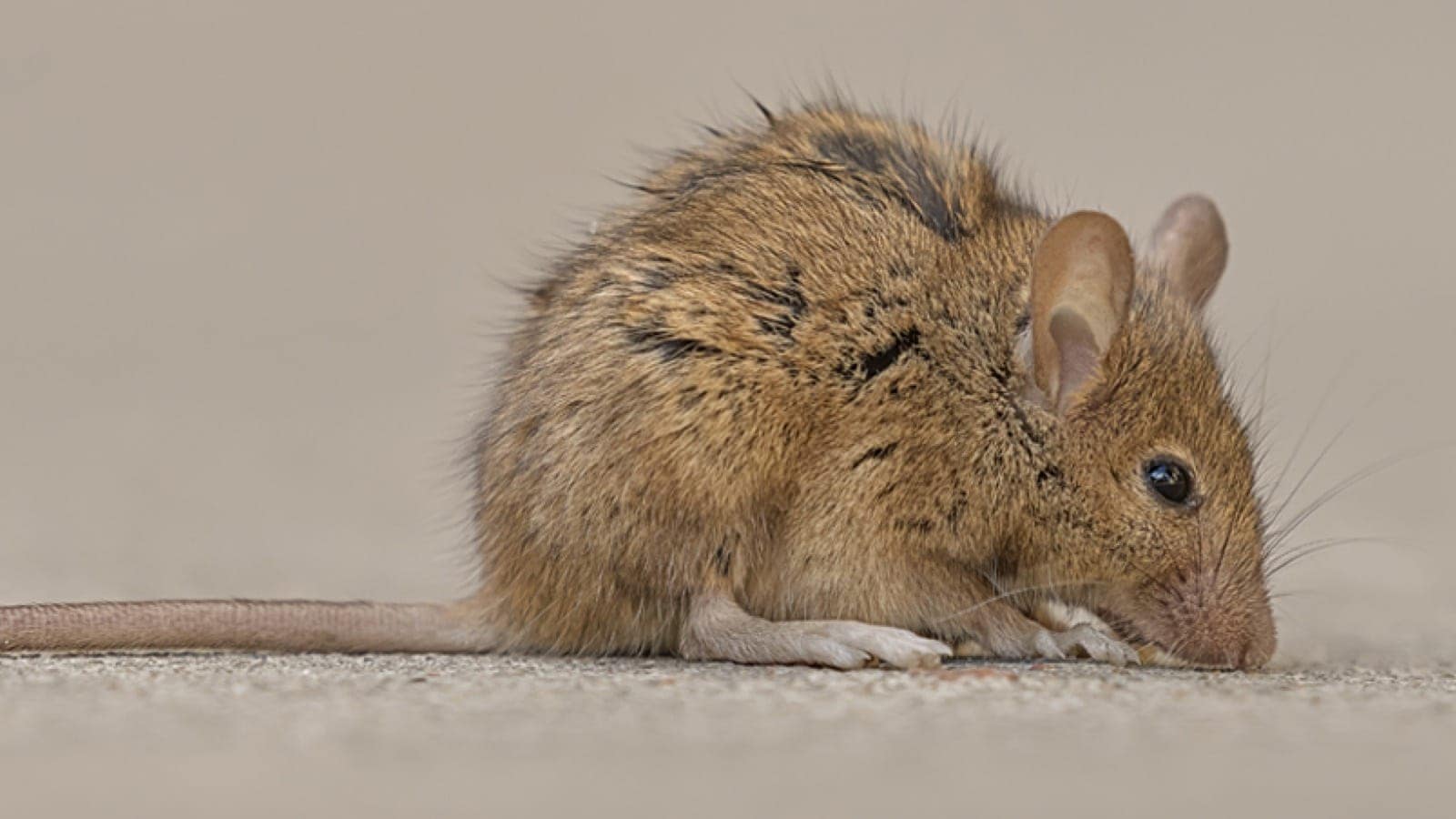 mouse