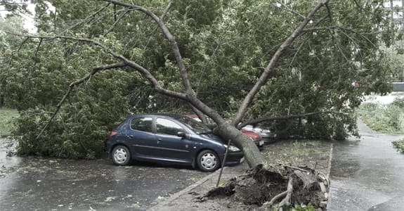 tree_fell_on_blue_car_575x300