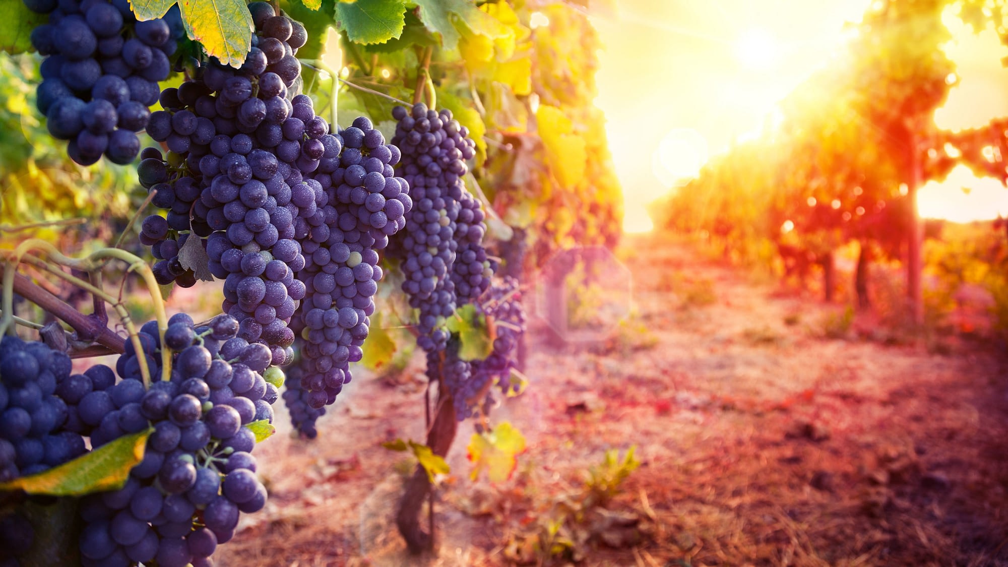 Grape Vineyard Insurance Tips