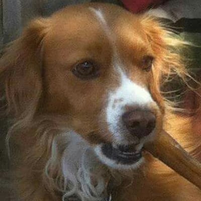 William R. Mangiameli