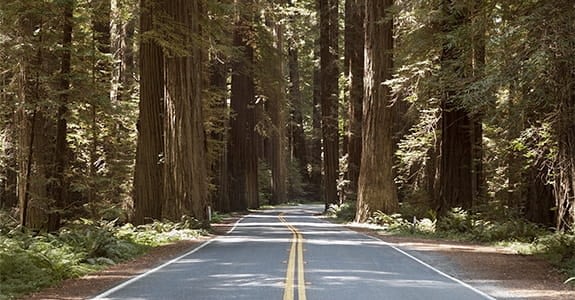 Road lined with trees that have autumn colored leaves on them