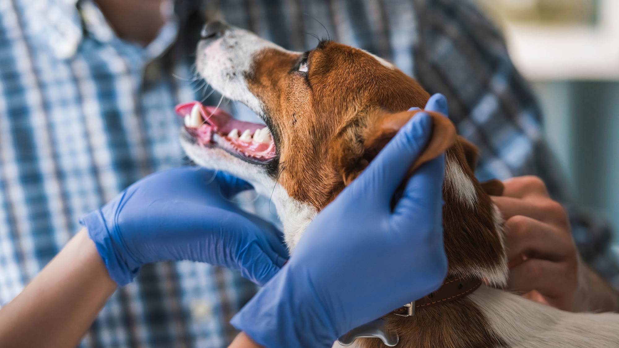Veterinarian looking at the teeth of a healthy dog.