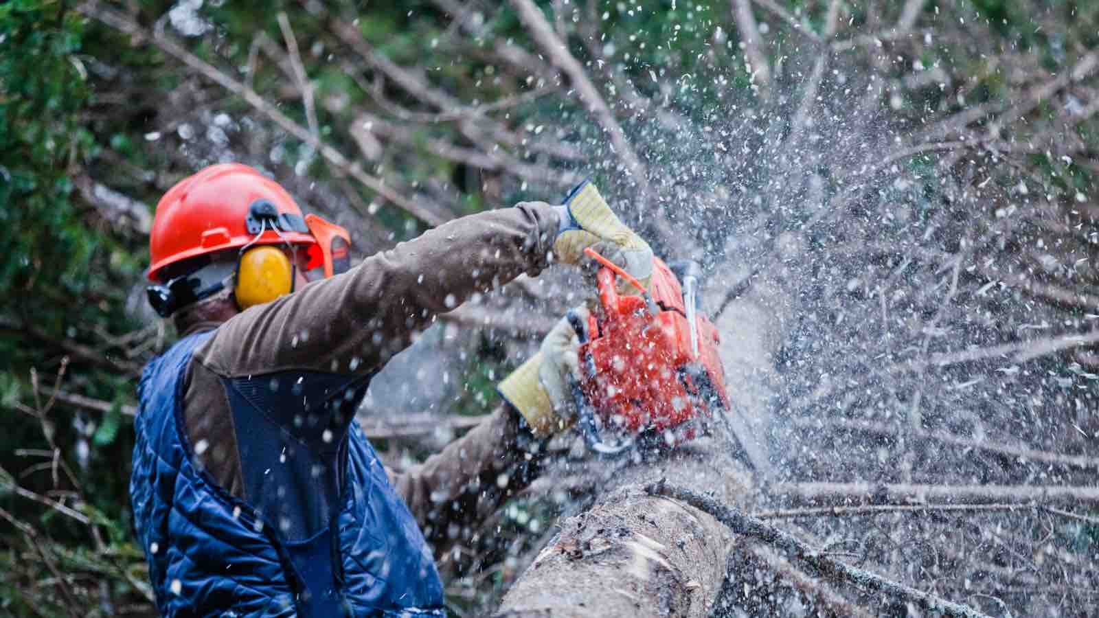 Logger-Chainsaw-Tree.jpg