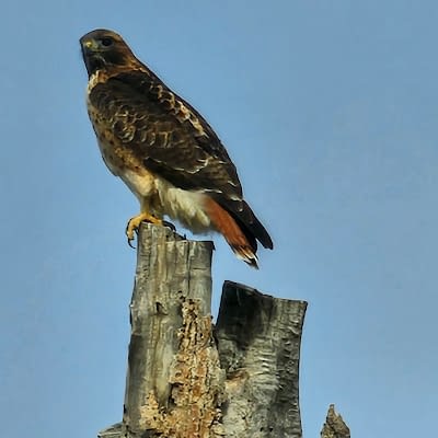 Jay
