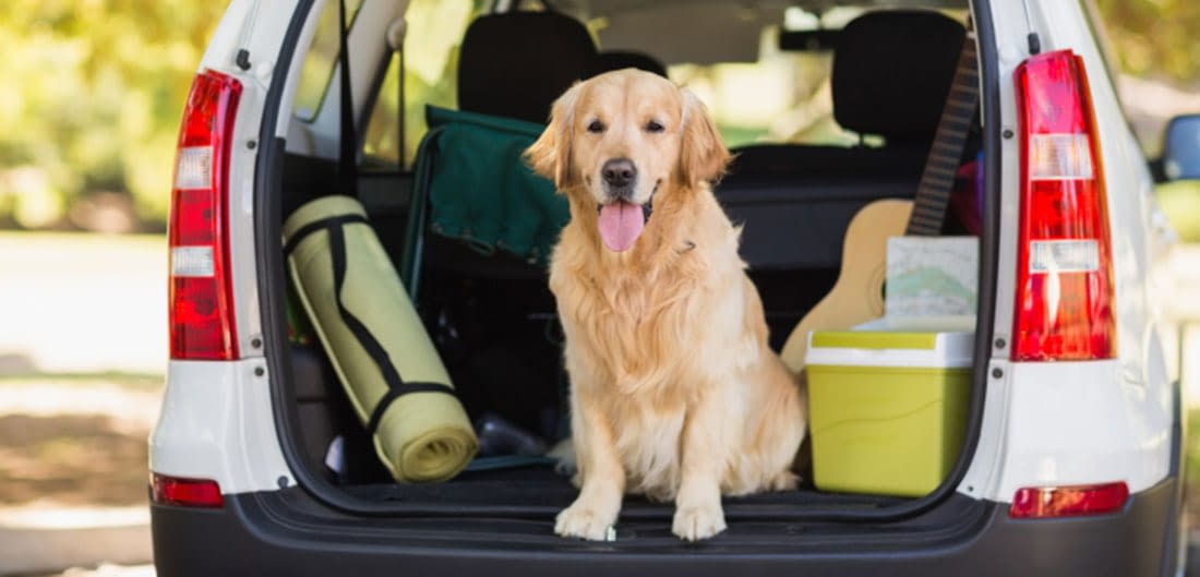 pet-travel-blog