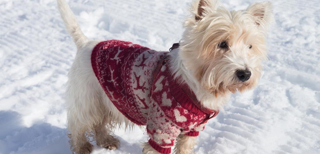 Dog in the snow