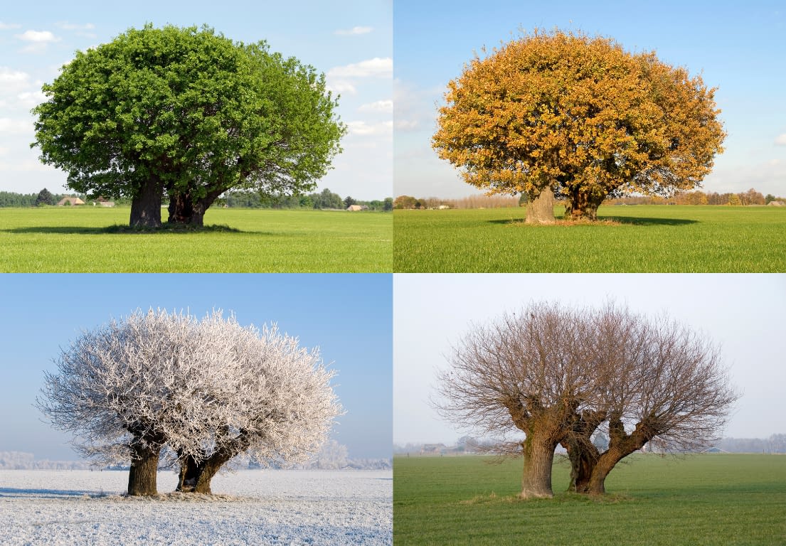 Four seasons A tree in a field in four different frames representing the four seasons of Maine.