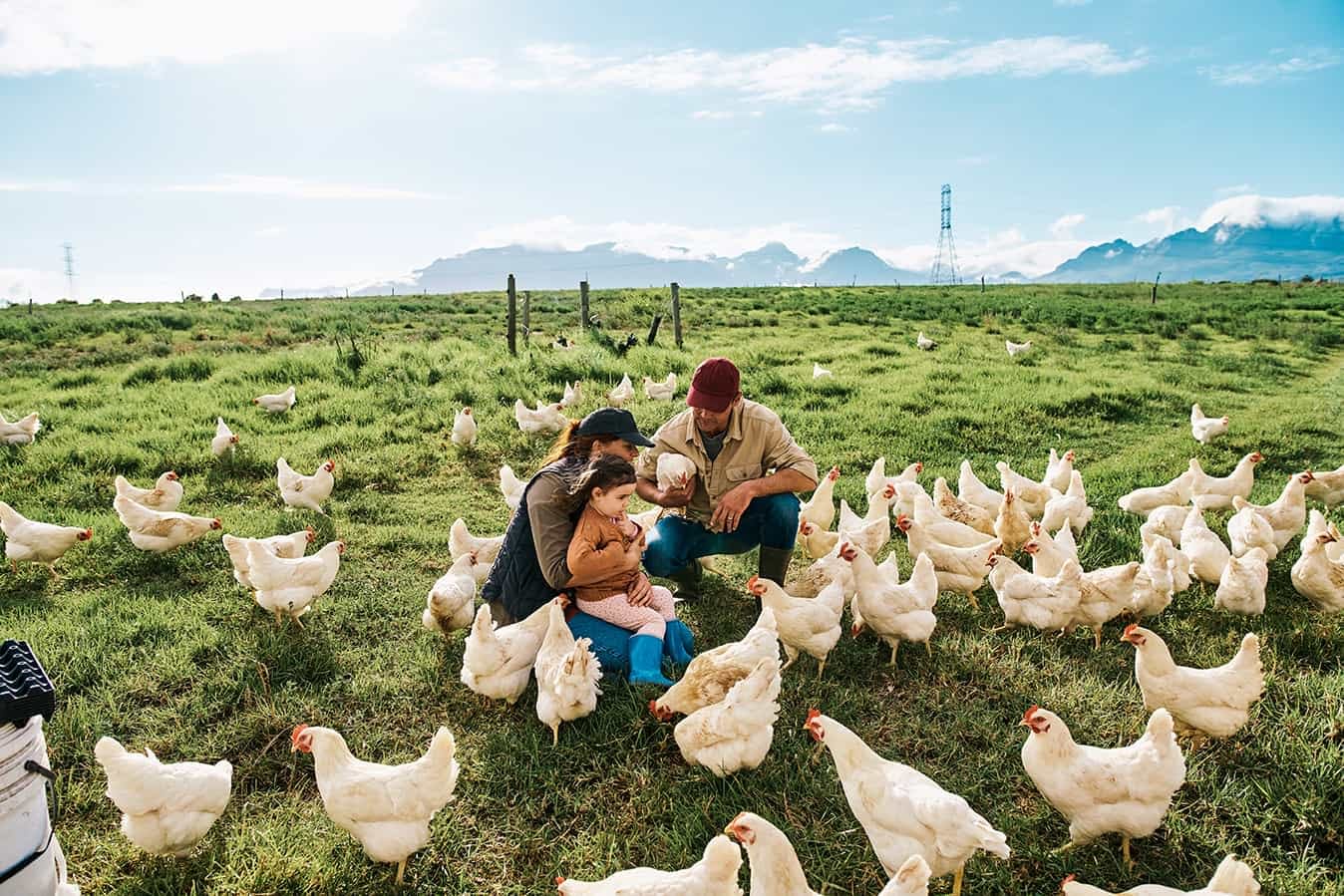 Chicken farming family feeding chickens on a farm Chicken farming family feeding chickens on a farm estate with hens raised for meat industry, eggs and pets. Kneeling farmer, woman and daughter bonding on farmland with poultry, birds and livestock