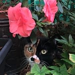 Mimoza Koco