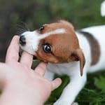 san martin pera oaxaca