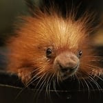 R. Magana