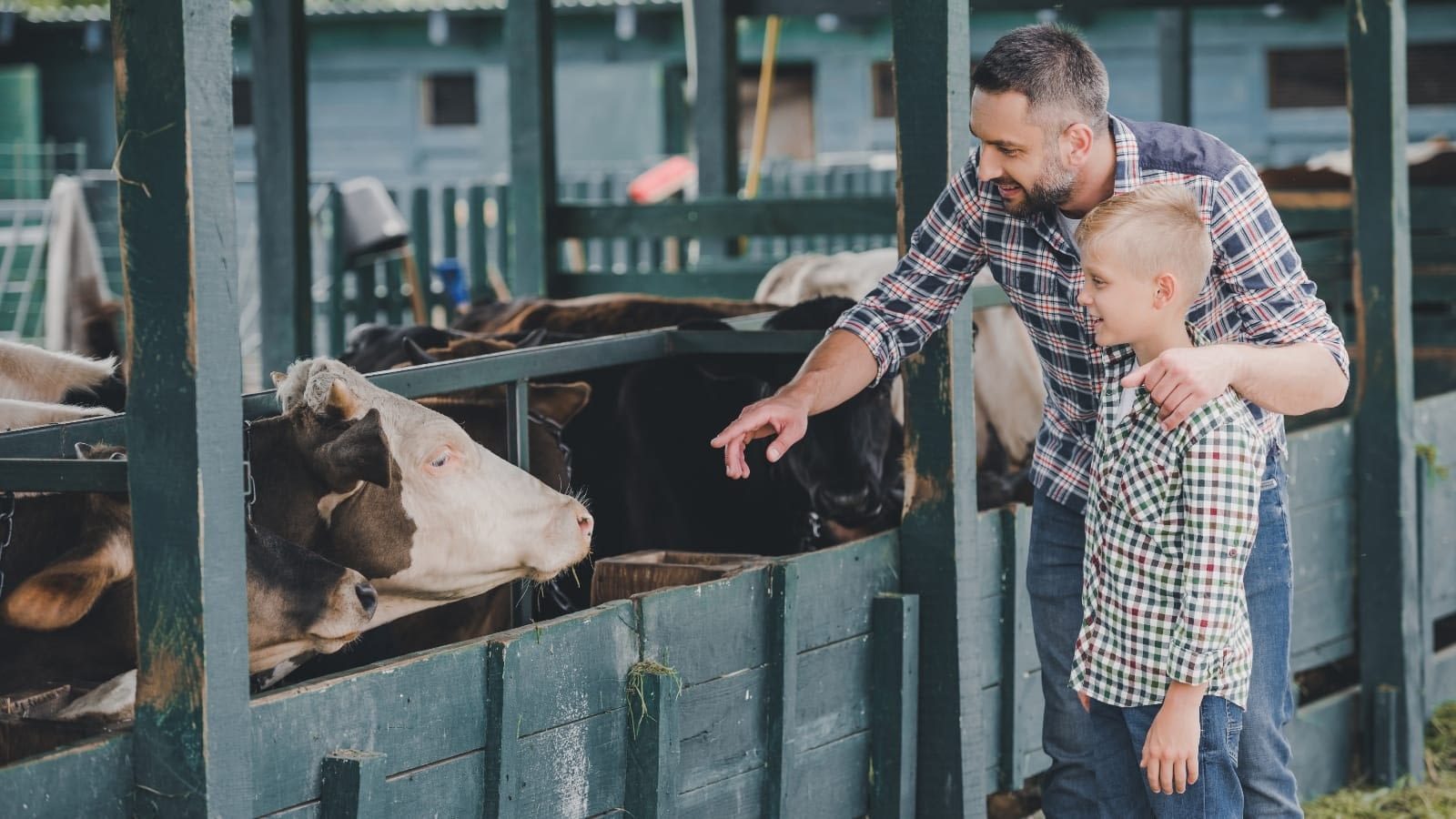 man and son at a farm pointing at a cow