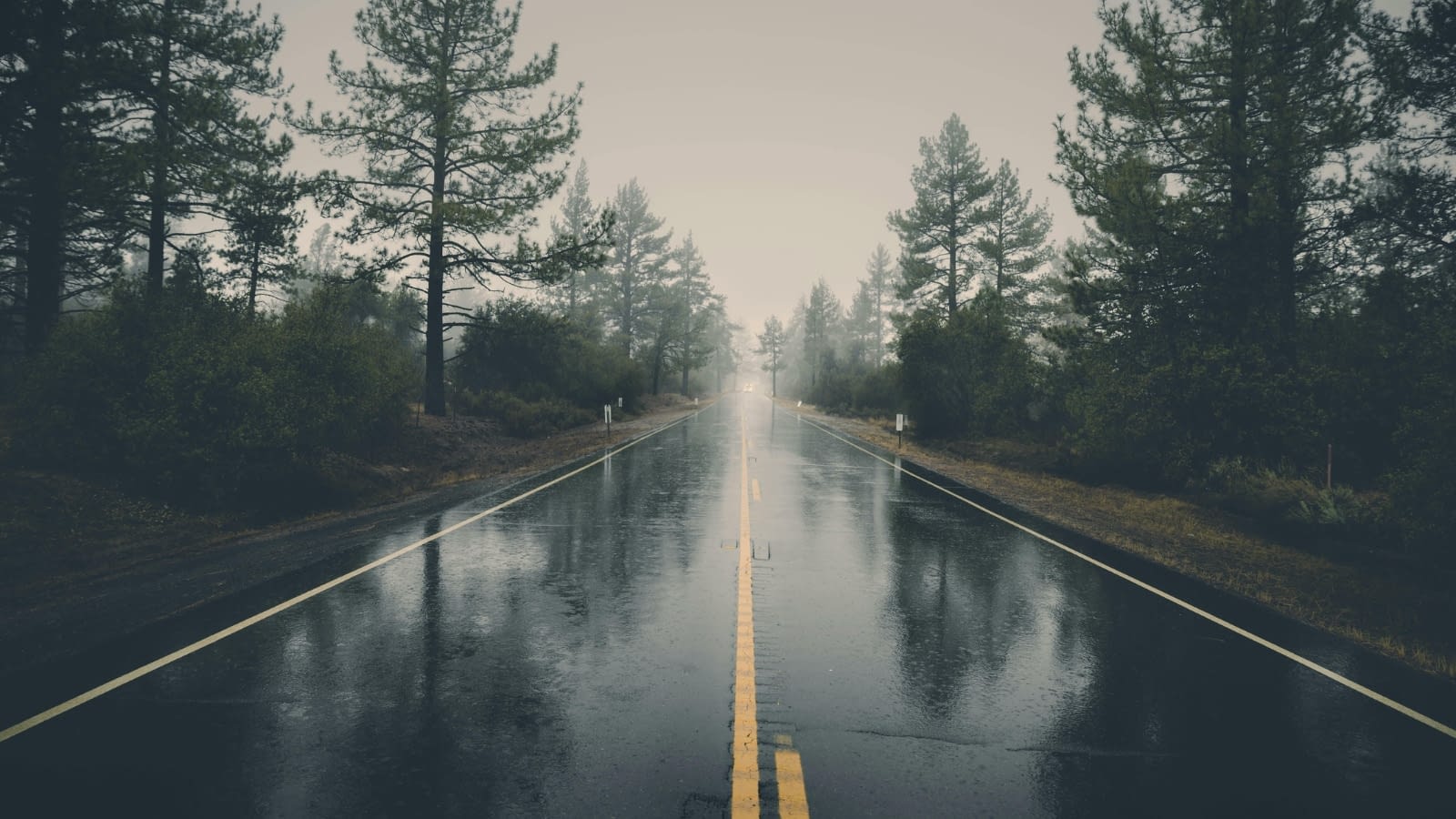 February 2 Wet and dreary country road surrounded by trees