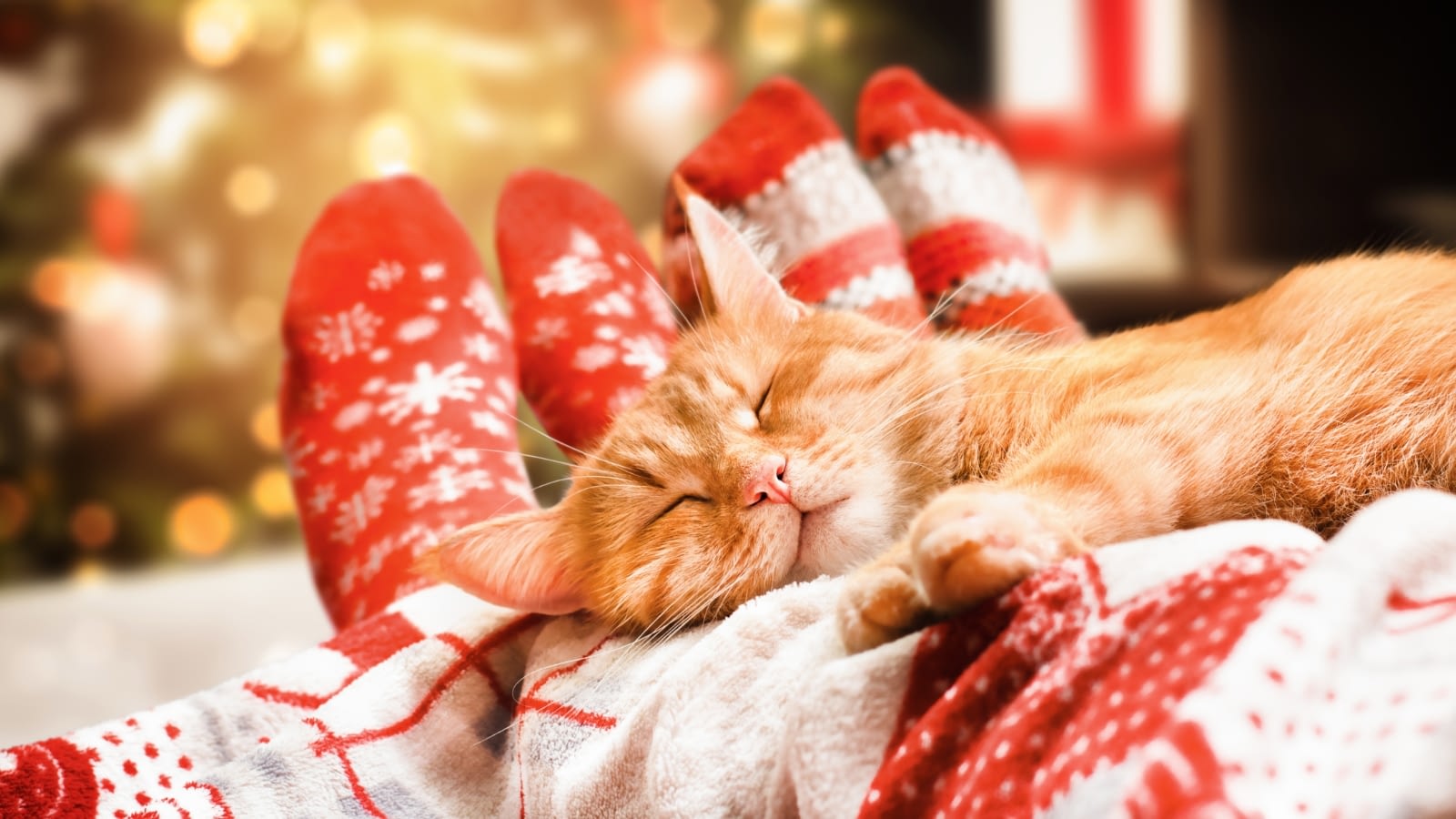 cat sleeping on people's laps around holiday decor