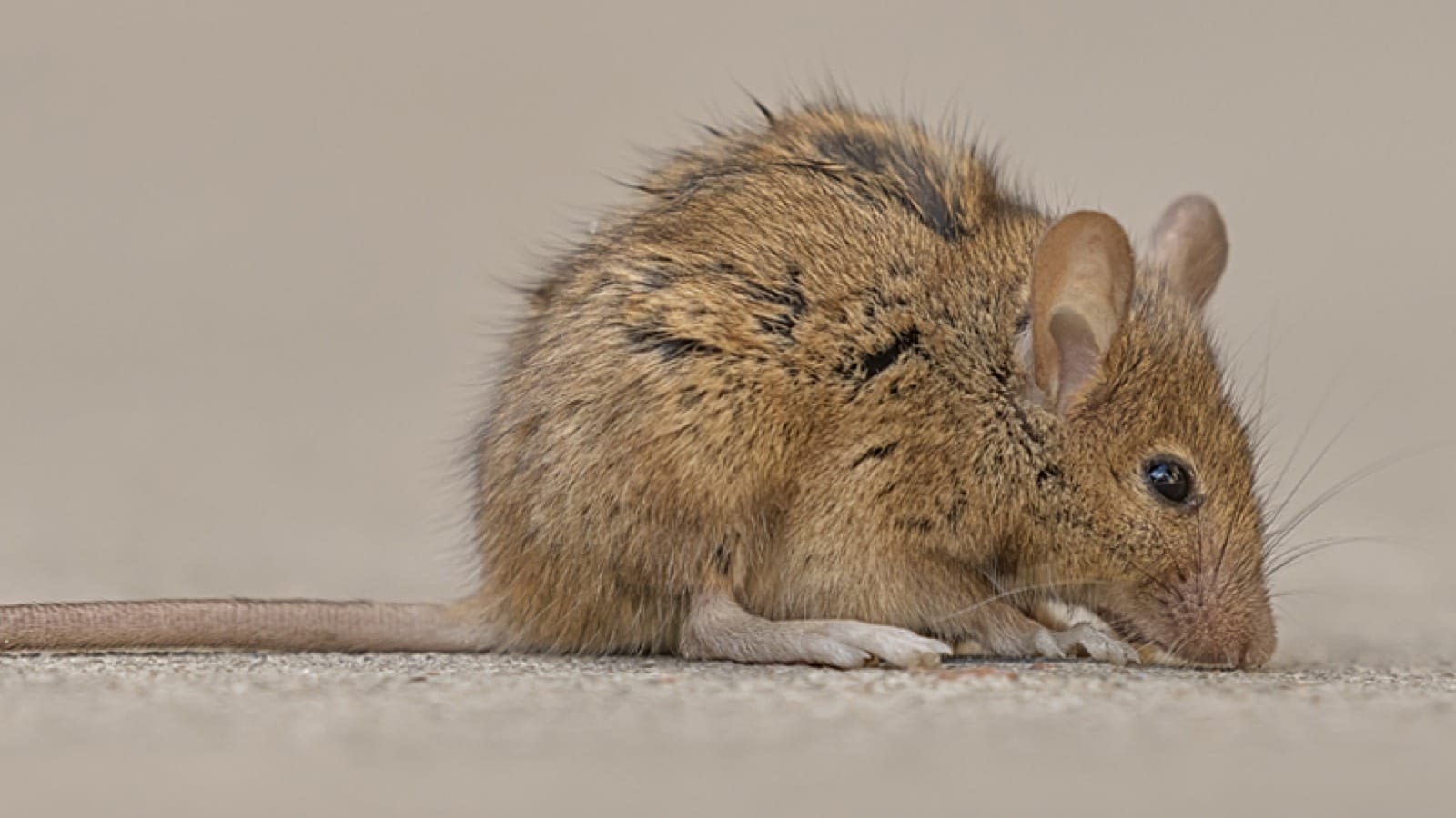 mouse