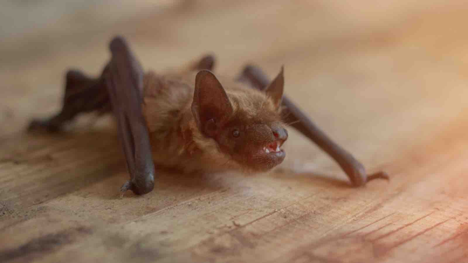 bat_house_final Bat