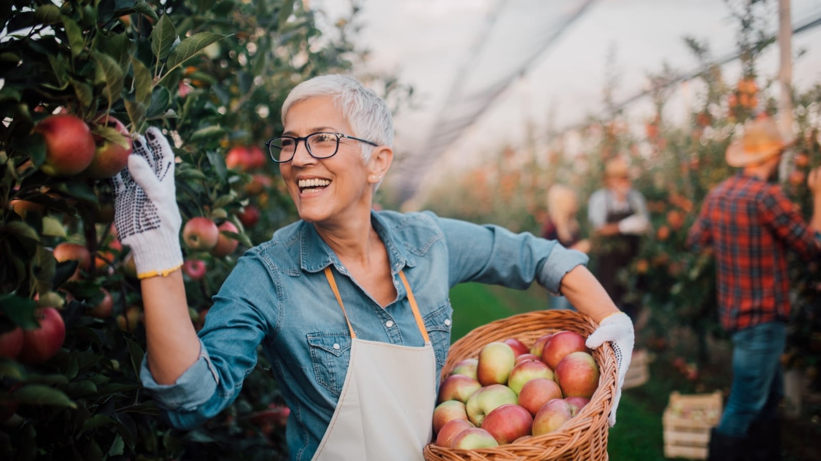 Oct 28 blog Older woman picking apples in orchard