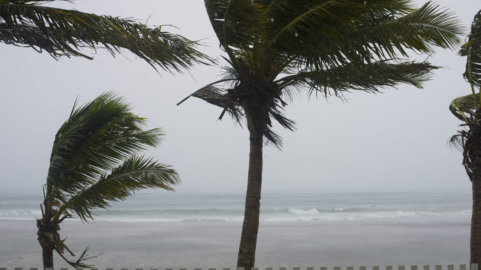 Hurricane winds blowing trees