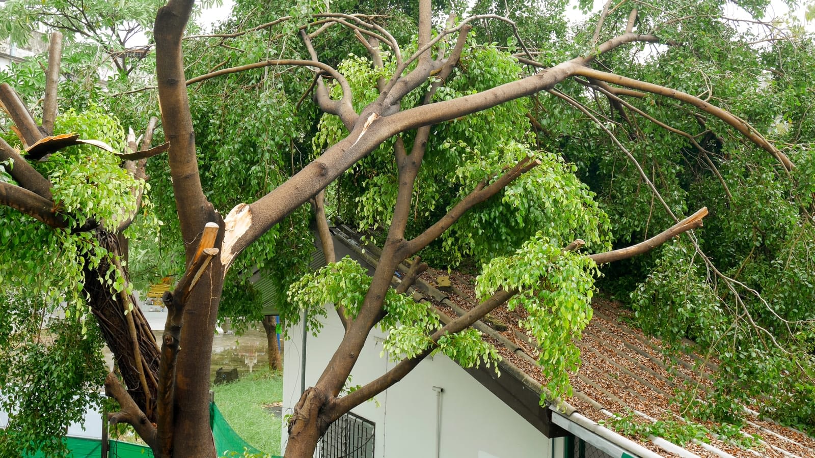 Tree that has fallen on a home