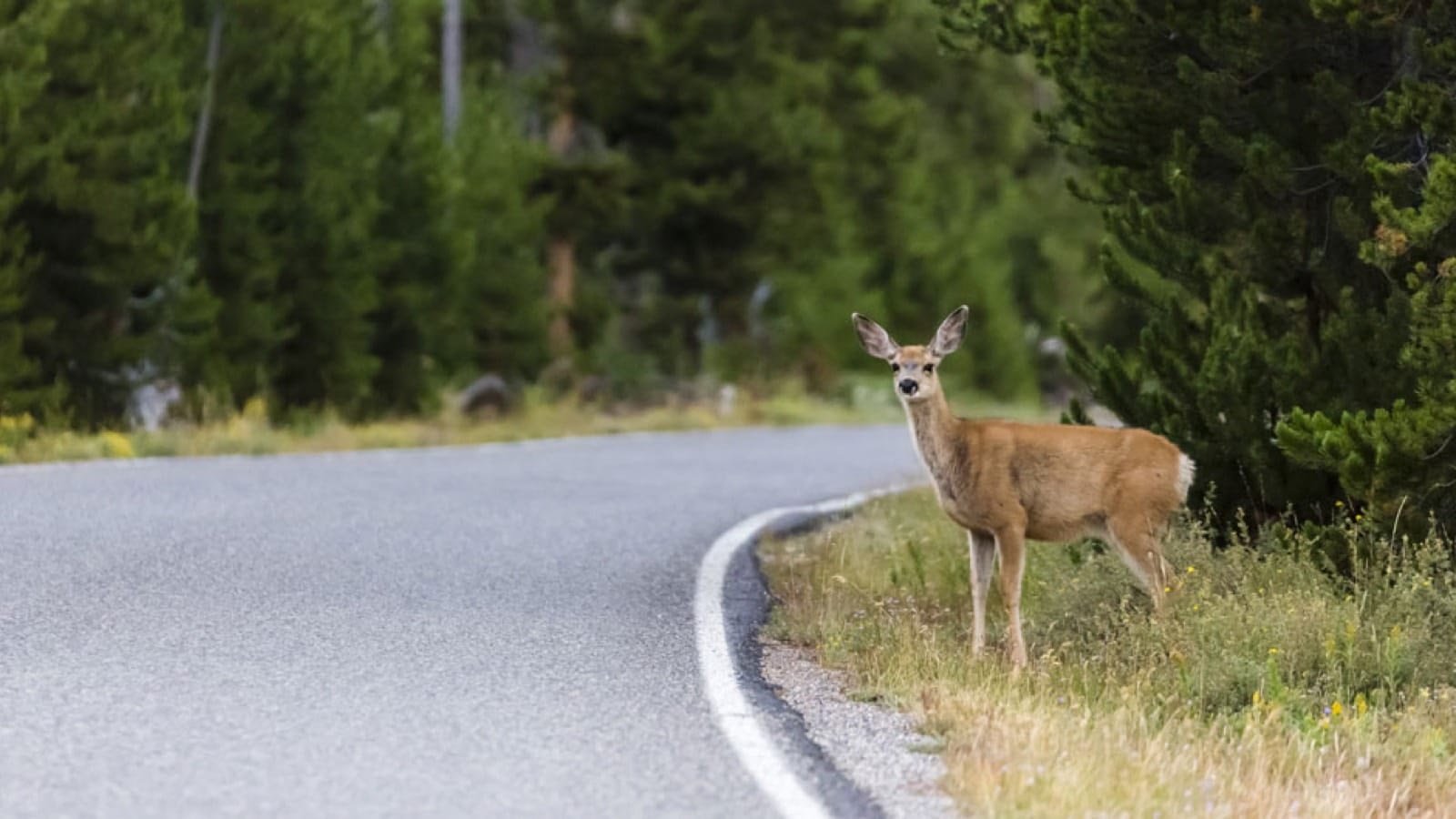 Deer on roadside