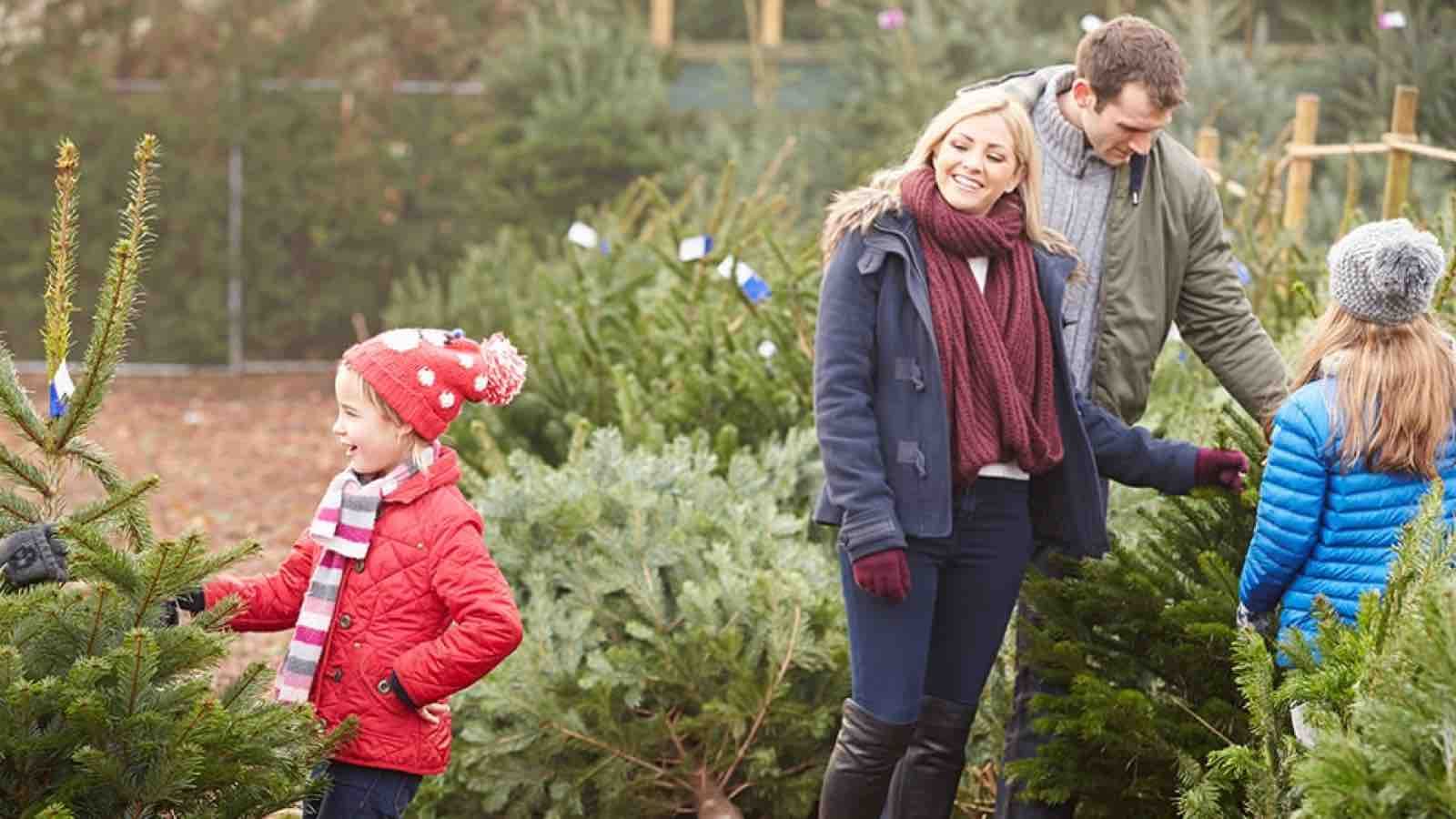 500767979_xmastreee1417206176432 Family selecting a live Christmas tree