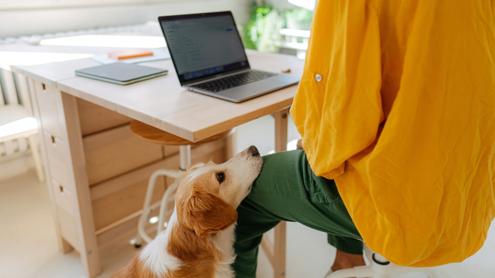 person sitting at table with laptop and dog