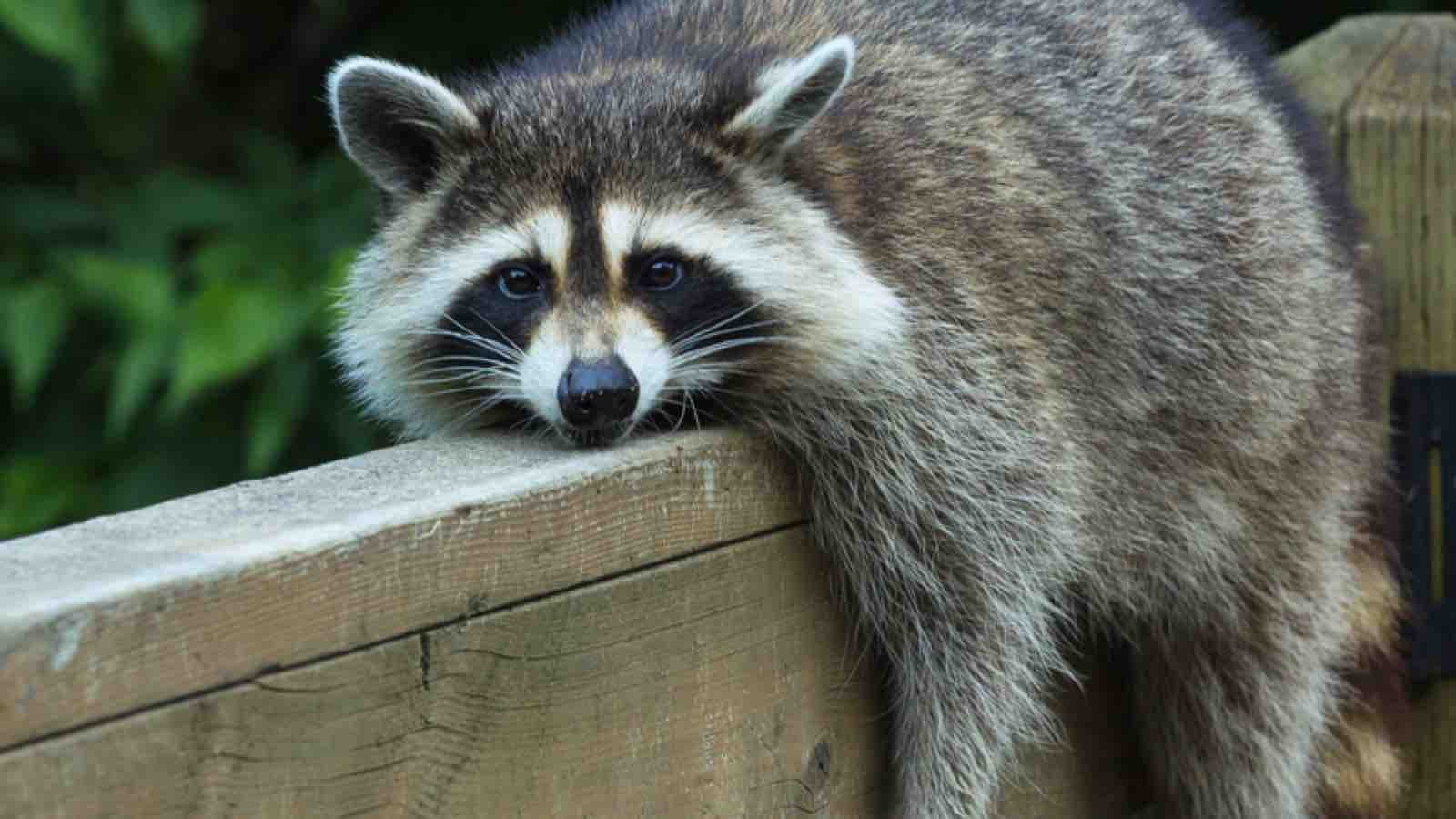 stray-large Raccoon