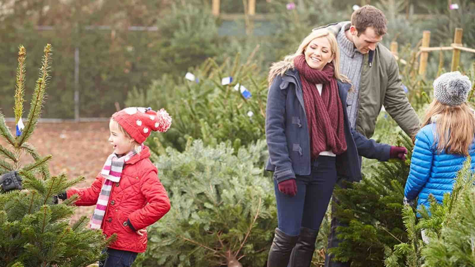 Family selecting a live Christmas tree