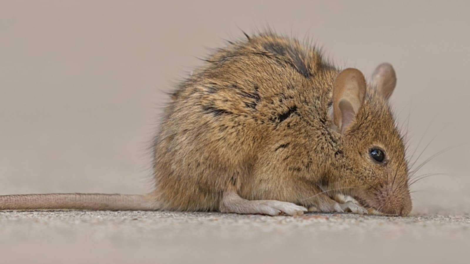 mouse