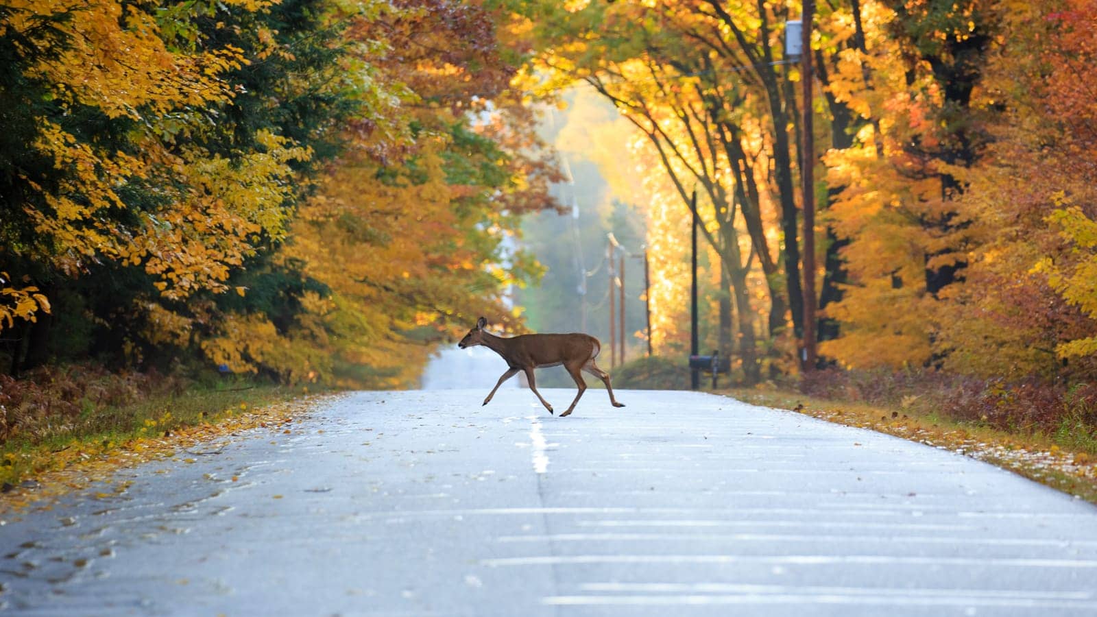 Deer running across a highway in the fall