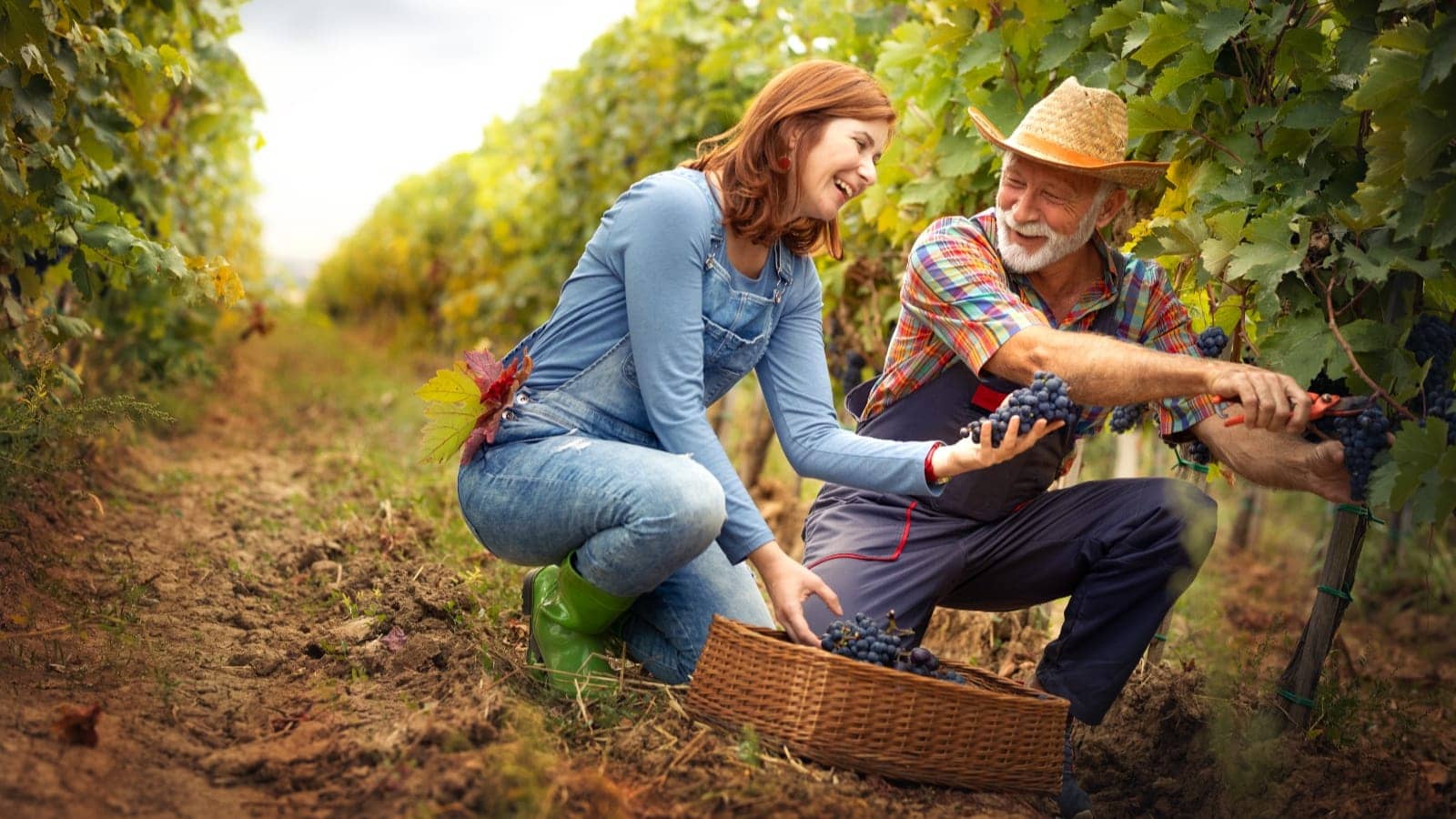 senior couple harvesting grapes at their vineyard
