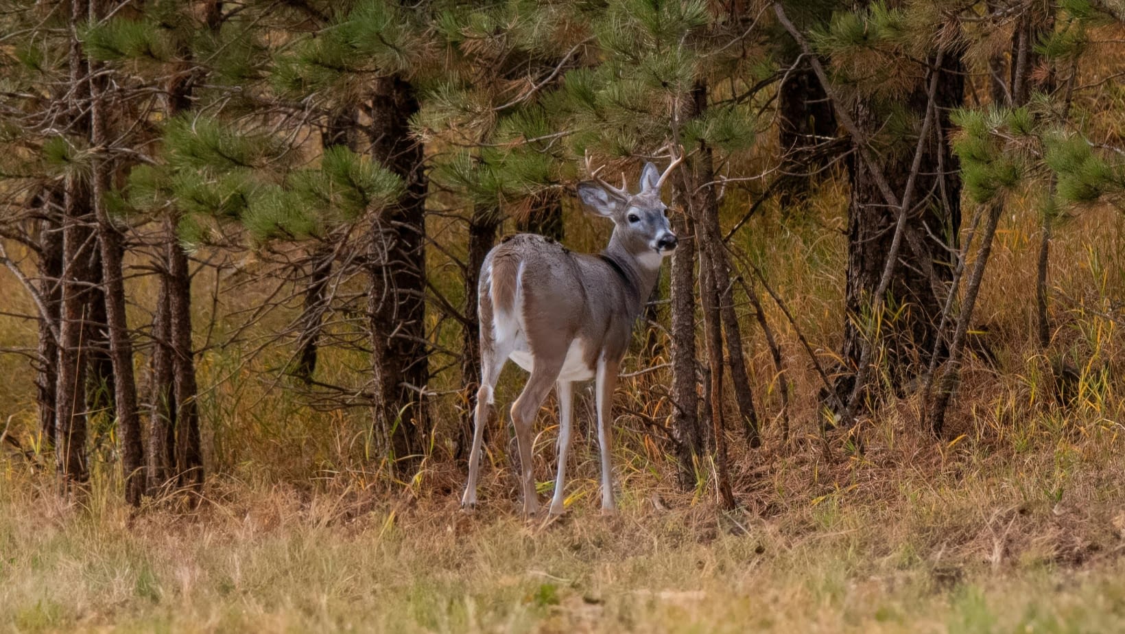Hero Image (4) deer in the edge of woods