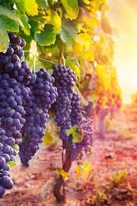 Many bunches of ripe grapes on the vine at a vineyard.
