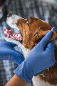 a happy dog looking at a vet