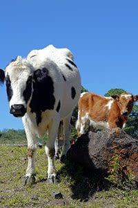 Insurance Agent Turlock, California