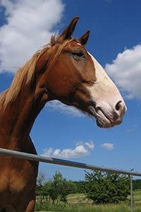 Insurance Agent Turlock, California