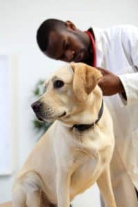 Male Veterinarian Examines a Pet Dog