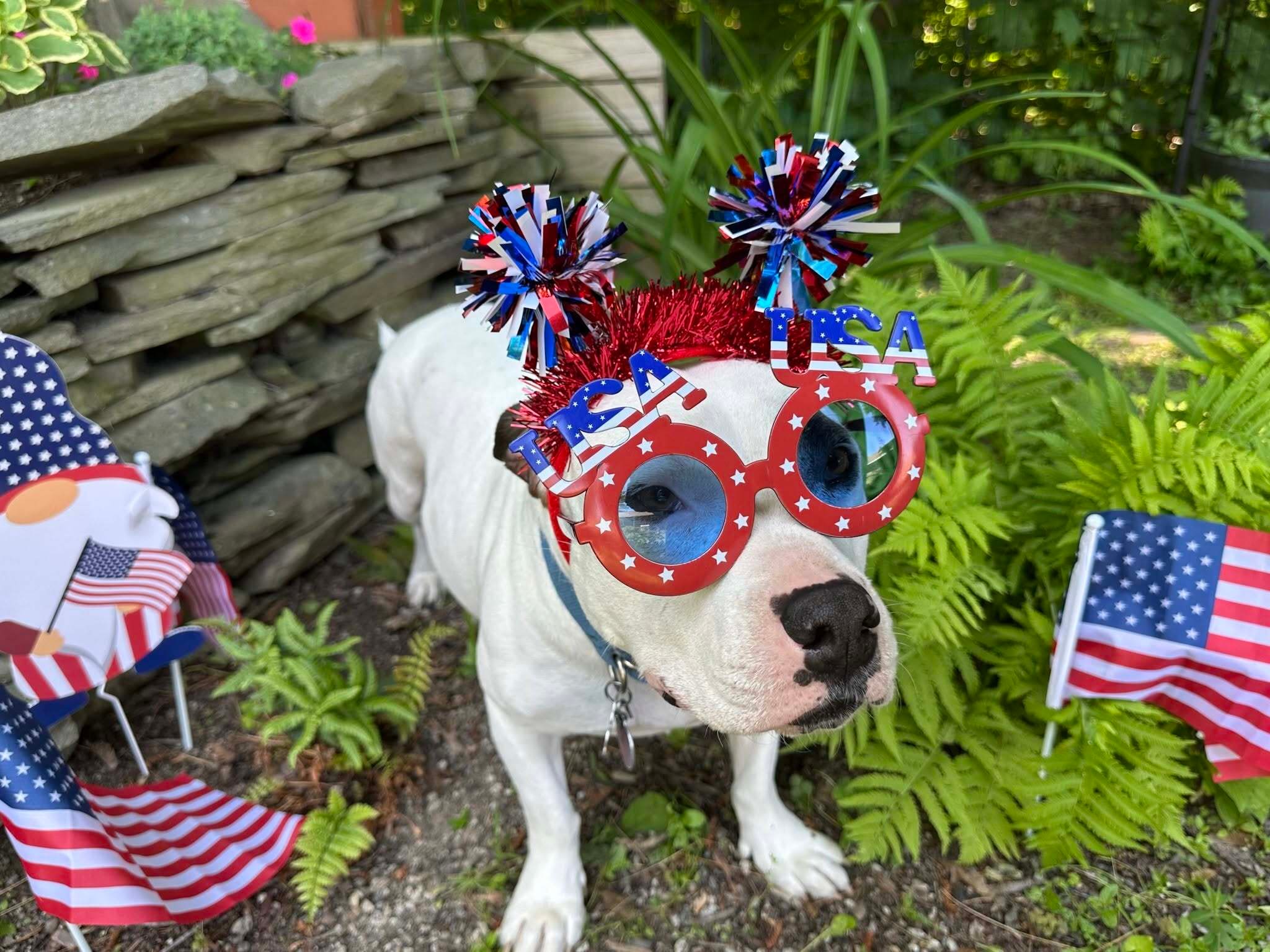 67a41188-eef6-401d-80d6-9f588d535711-TICKET.attachments-Patriotic-Pet-Landing-Page-image-d81755