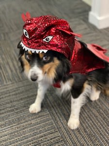 dragon dog