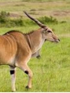 Remigio Usai Remigio Usai photo