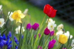 spring-300×199 spring-300x199